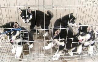 重慶寵物疫苗最新爆料,揭秘最新疫苗信息與防疫指南