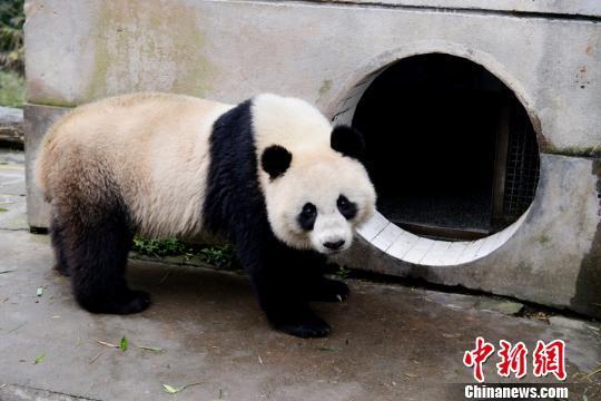 林冰最新爆料熊貓,熊貓生成背后的神秘技術(shù)大揭秘