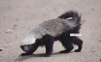 蜜獾最新皮膚爆料,炫酷特效引期待