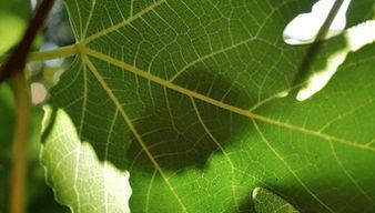 樹葉最新爆料視頻大全,揭秘娛樂圈幕后真相