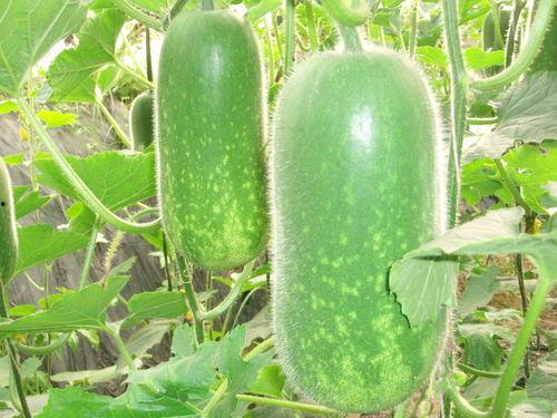 安丘大瓜爆料視頻最新,揭秘驚人內(nèi)幕，真相令人震驚！